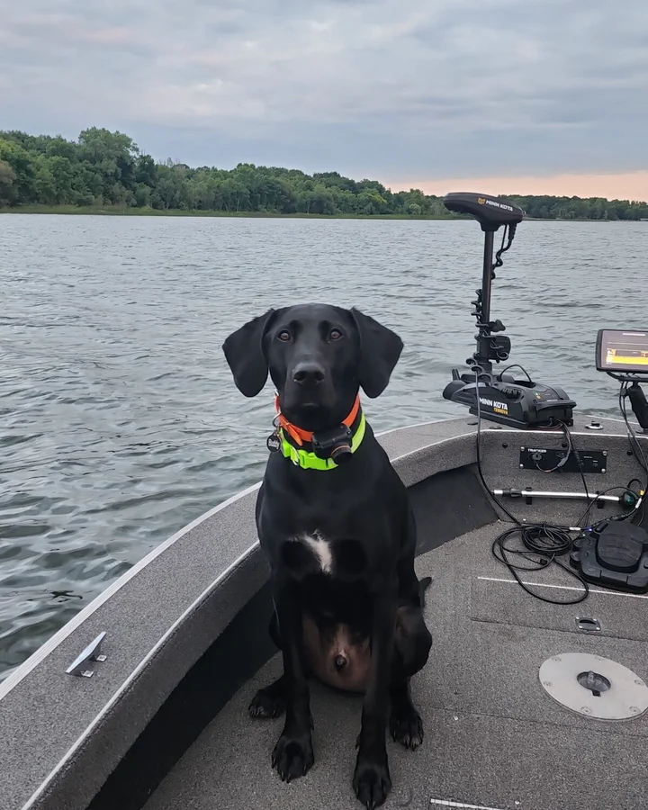 Buddy, a black Labrador nicknamed Bubbins, sitting on the bow of Kelly Zacrep's fishing boat on a Minnesota lake at sunset.